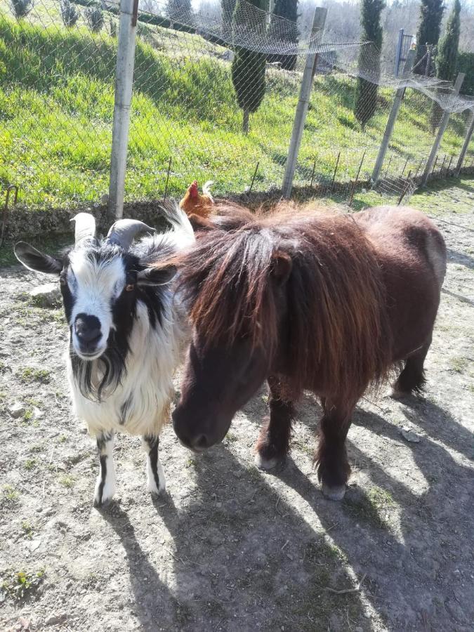 Agriturismo Selvella Allerona Dış mekan fotoğraf